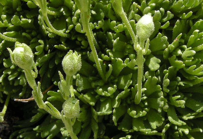 saxifraga exarata / Sassifraga solcata